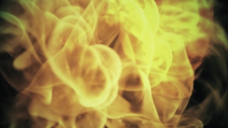 Polyp, Invertebrate, Coelenterate, Yellow, Mite, Animal