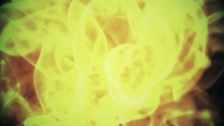 Yellow, Petal, Rose, Plant, Light, Shrub