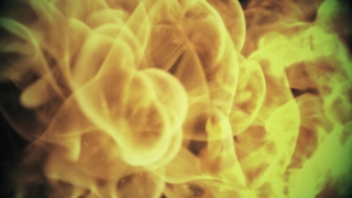 Polyp, Coelenterate, Invertebrate, Animal, Organism, Wallpaper