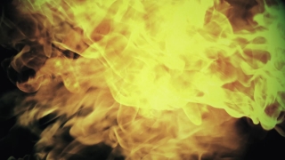Jellyfish, Invertebrate, Animal, Sea Squirt, Yellow, Flame