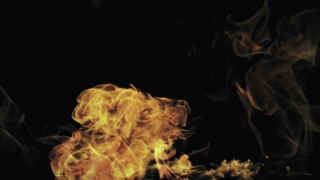 Jellyfish, Invertebrate, Fire, Flame, Heat, Burn