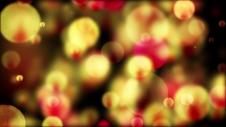 Candy, Shrub, Colorful, Woody Plant, Tulip, Plant
