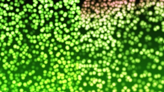 Duckweed, Common Duckweed, Aquatic Plant, Vascular Plant, Plant, Texture