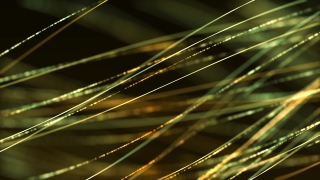 Spider Web, Web, Light, Design, Shape, Art