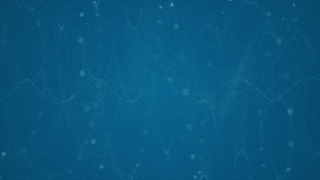 Sea, Fish, Ocean, Underwater, Water, Marine