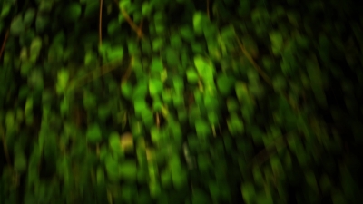 Grass, Field, Lawn, Plant, Growth, Meadow