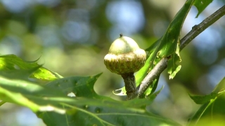 Acorn, Fruit, Leaf, Plant, Tree, Garden