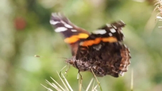 Admiral, Butterfly, Insect, Fly, Flower, Flame