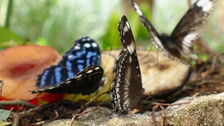 Admiral, Butterfly, Insect, Wildlife, Fly, Flower