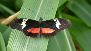 Admiral, Insect, Butterfly, Fly, Bug, Garden