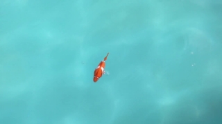 Airship, Aircraft, Water, Goldfish, Fish, Fly