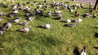 Albatross, Bird, Aquatic Bird, Goose, Seabird, Waterfowl