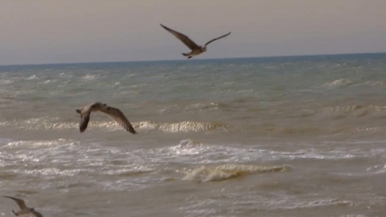 Albatross, Bird, Seabird, Flying, Aquatic Bird, Fly