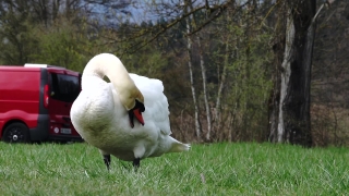 Albatross, Seabird, Bird, Aquatic Bird, Beak, Feather
