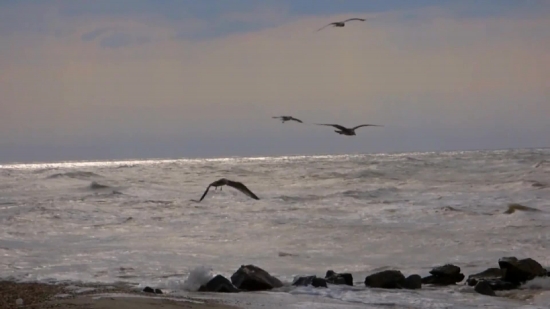 Albatross, Seabird, Ocean, Aquatic Bird, Bird, Sea