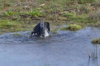 Alligator, Hippopotamus, Water, Ungulate, River, Wildlife