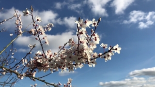 Almond, Tree, Branch, Season, Blossom, Spring