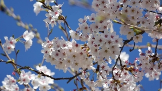 Almond, Tree, Branch, Spring, Blossom, Flower