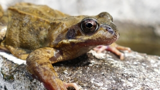 Amphibian, Frog, Animal, Peeper, Tailed Frog, Eye