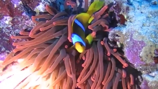 Anemone Fish, Sea Anemone, Underwater, Coral, Sea, Reef