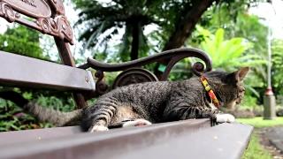 Animal, Bird, Barrow, Eye, Wildlife, Cat