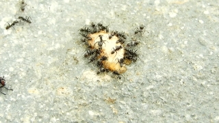 Animal, Larva, Ant, Insect, Arthropod, Sea