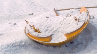 Animal, Sand, Sea, Beach, Larva, Food