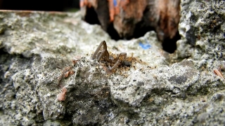 Ant, Arthropod, Invertebrate, Insect, Conch, Brown