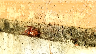 Ant, Insect, Aged, Old, Arthropod, Grunge