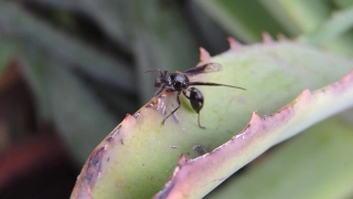 Ant, Insect, Arthropod, Bug, Ladybug, Beetle