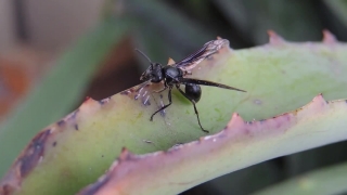 Ant, Insect, Arthropod, Fly, Close, Invertebrate