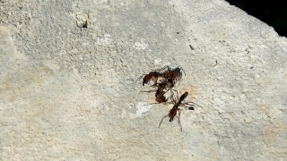 Ant, Insect, Arthropod, Invertebrate, Close, Animal