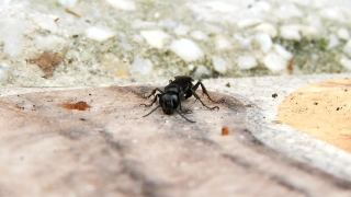 Ant, Insect, Arthropod, Invertebrate, Close, Beetle