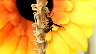 Ant, Insect, Arthropod, Invertebrate, Close, Earwig