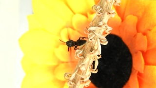 Ant, Insect, Arthropod, Invertebrate, Close, Flower