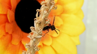 Ant, Insect, Arthropod, Invertebrate, Close, Plant