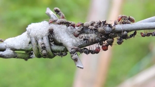 Ant, Insect, Arthropod, Invertebrate, Close, Plant
