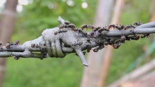Ant, Insect, Arthropod, Invertebrate, Plant, Close
