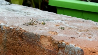 Ant, Insect, Arthropod, Invertebrate, Spider, Arachnid