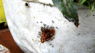 Ant, Insect, Arthropod, Invertebrate, Texture, Animal