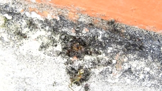 Ant, Insect, Arthropod, Invertebrate, Texture, Snow