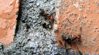 Ant, Insect, Arthropod, Invertebrate, Texture, Spider