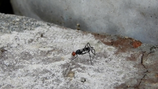 Ant, Insect, Arthropod, Invertebrate, Wasp, Animal