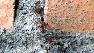 Ant, Insect, Arthropod, Invertebrate, Wasp, Texture