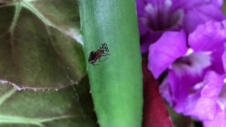 Ant, Insect, Arthropod, Ladybug, Beetle, Plant