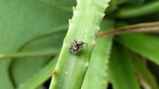 Ant, Insect, Arthropod, Plant, Beetle, Invertebrate