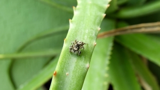 Ant, Insect, Arthropod, Plant, Beetle, Invertebrate
