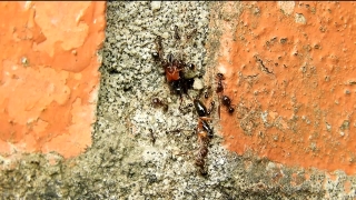 Ant, Insect, Arthropod, Rough, Texture, Invertebrate