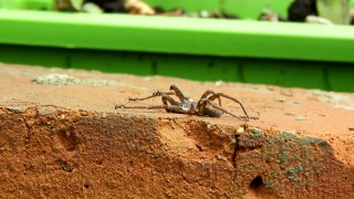 Ant, Insect, Arthropod, Spider, Invertebrate, Arachnid