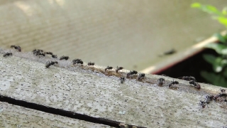 Ant, Insect, Arthropod, Texture, Old, Brown